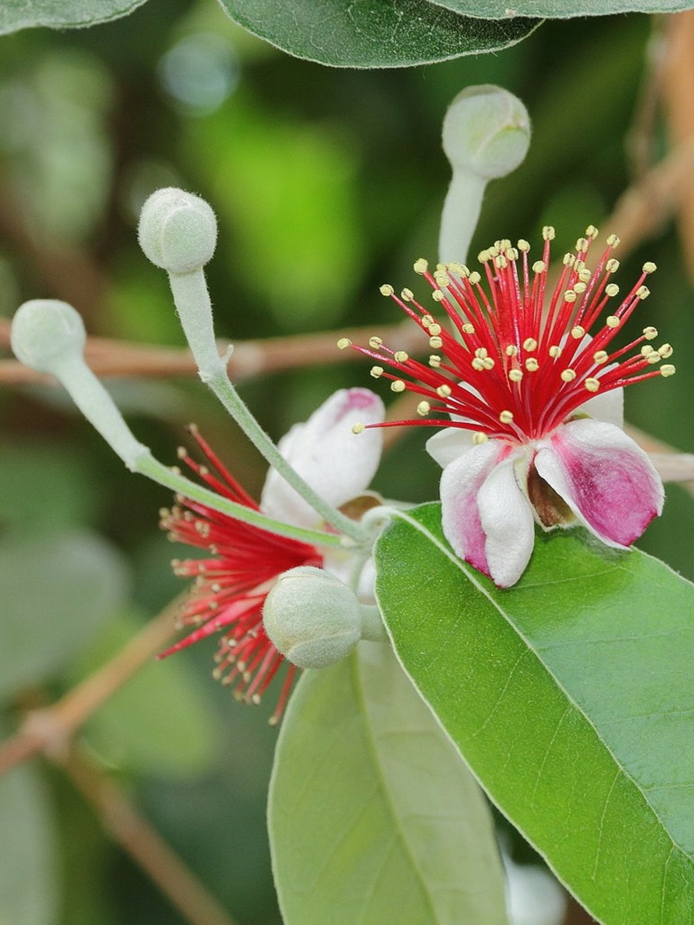 Goyavier de montevideo 'coolidge' pot de 2l/3l