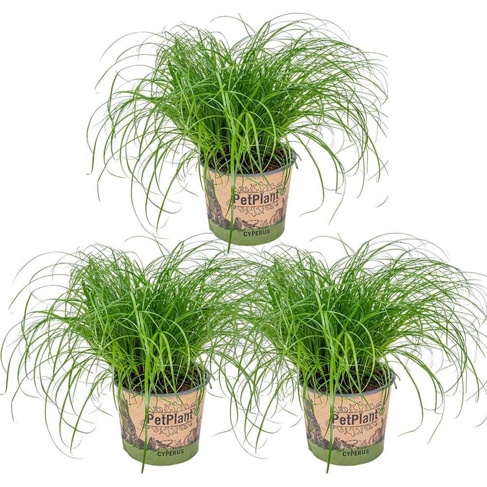 Lot de 3 - cyperus zumula - herbe à chat - plante d’intérieur - 20-30 cm de haut - pot 12 cm