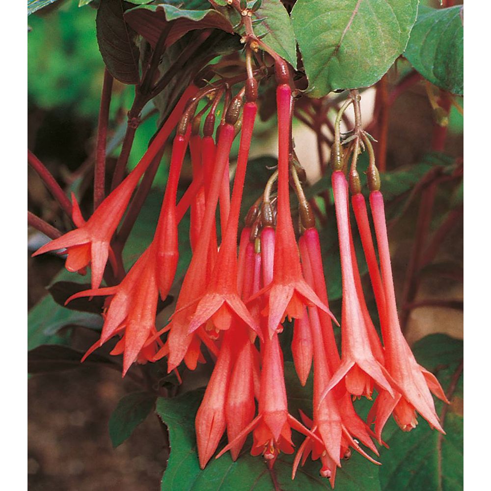 Fuchsias tubes | Truffaut