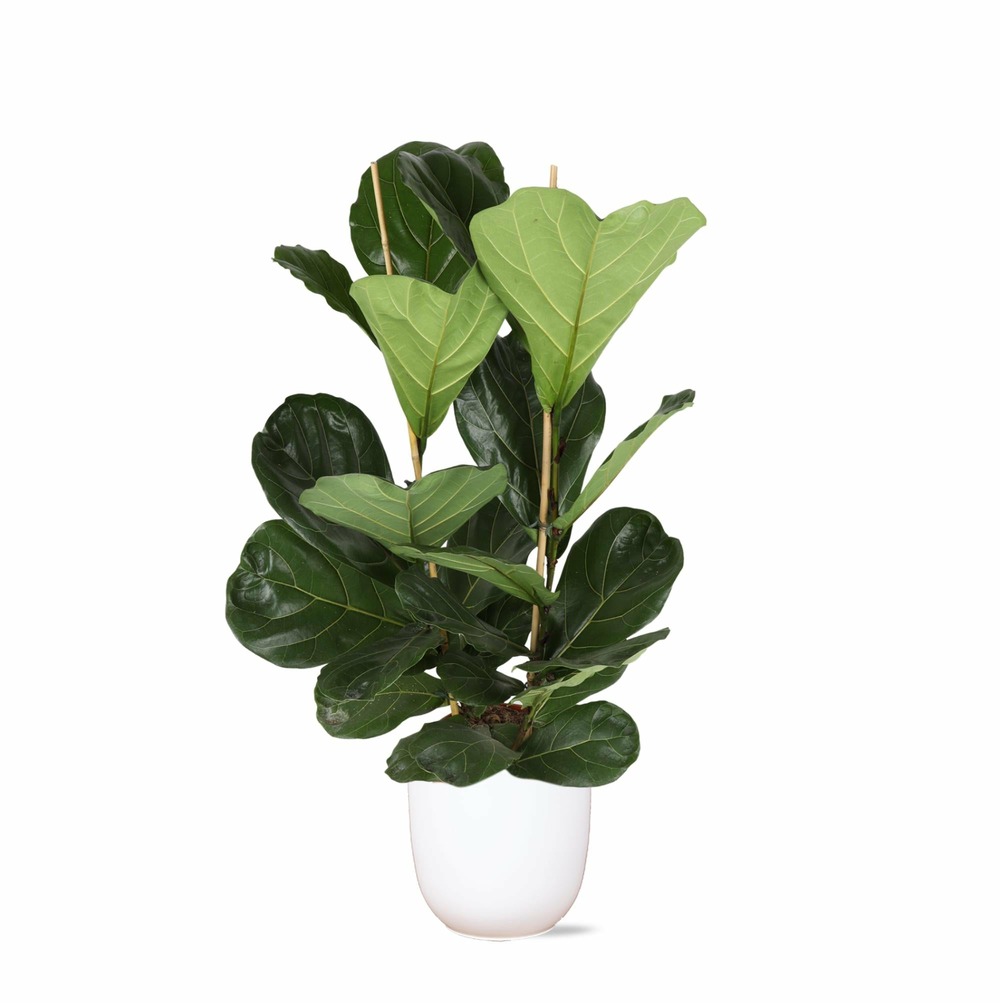 Ficus lyrata et son pot blanc - hauteur 120cm