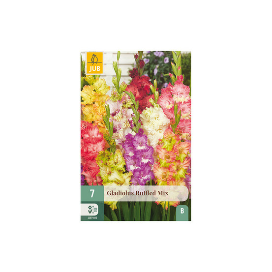 7 bulbes glaïeuls ruffled mix multicolore