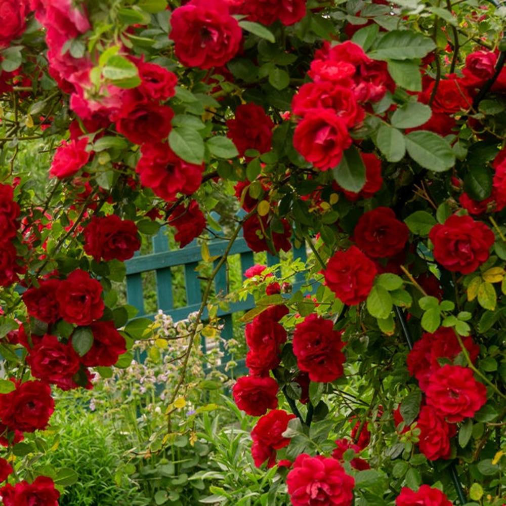 Rosier grimpant musimara - la pièce en racine nue / 3 branches