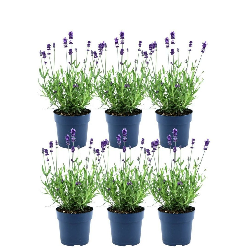 Lot de 6 pots de lavande anouk® - d12cm - plante d'extérieur