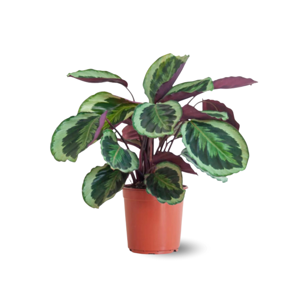 Calathea medallion - roseopicta - ↕ 50-60 cm - ⌀ 17 cm - plante d'intérieur