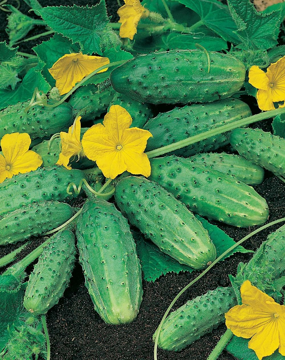 Cornichon madita hf1 - 1 g