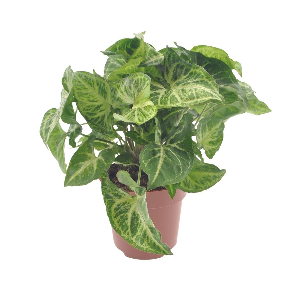 Syngonium arrow - ø12cm - ↕25cm - plantes d'intérieur