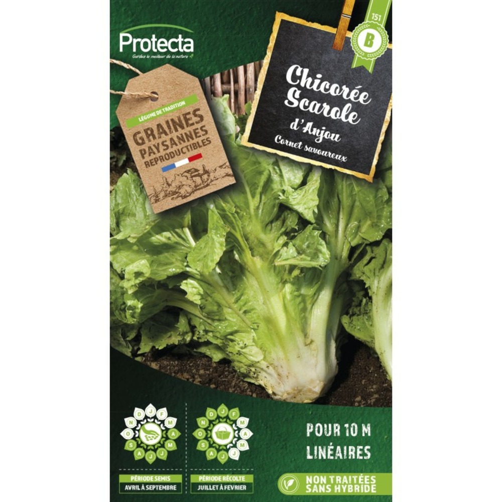 Graines paysannes - chicorée scarole en cornet d'anjou