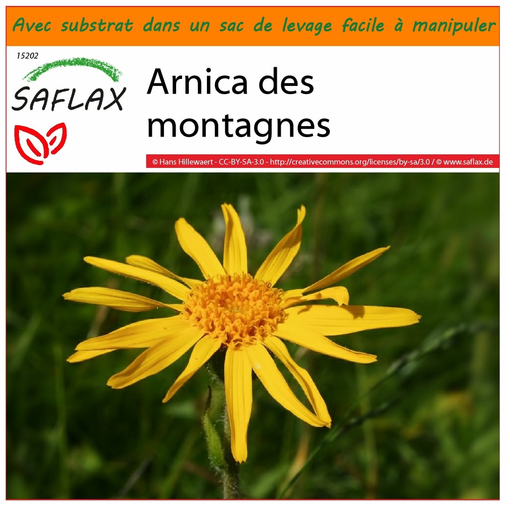 Garden in the bag - arnica des montagnes - 40 graines - arnica montana