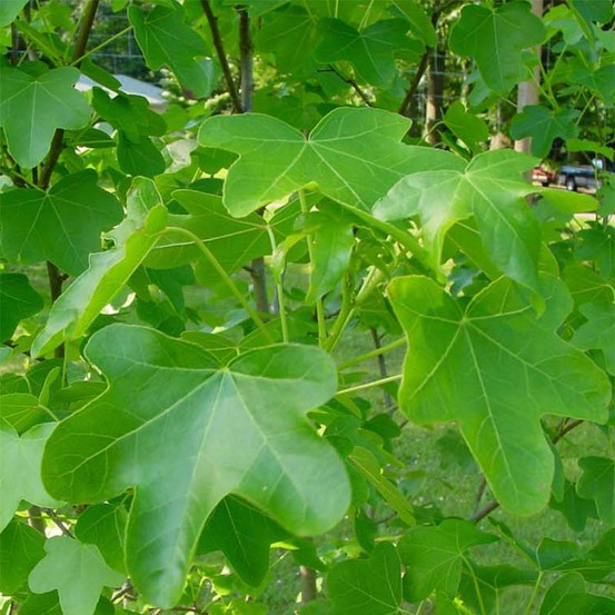 Liquidambar styraciflua rotundiloba - copalme d'amérique pot de 4l/5l