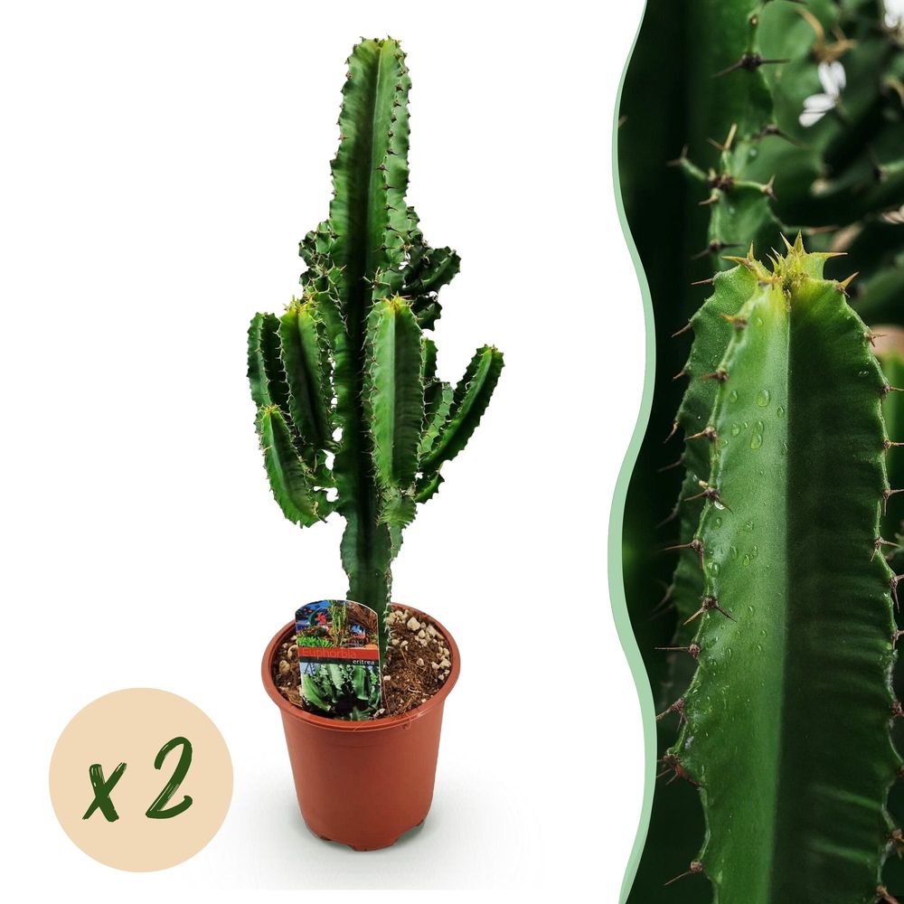 Euphorbia eritrea - arbre à lait africain - pot de 17cm - hauteur 60cm - plantes d'intérieur