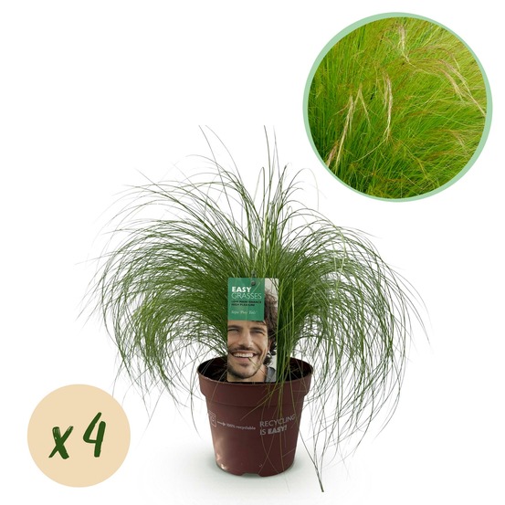 Stipa tenuifolia pony tails – lot de 4 – hauteur 50 cm