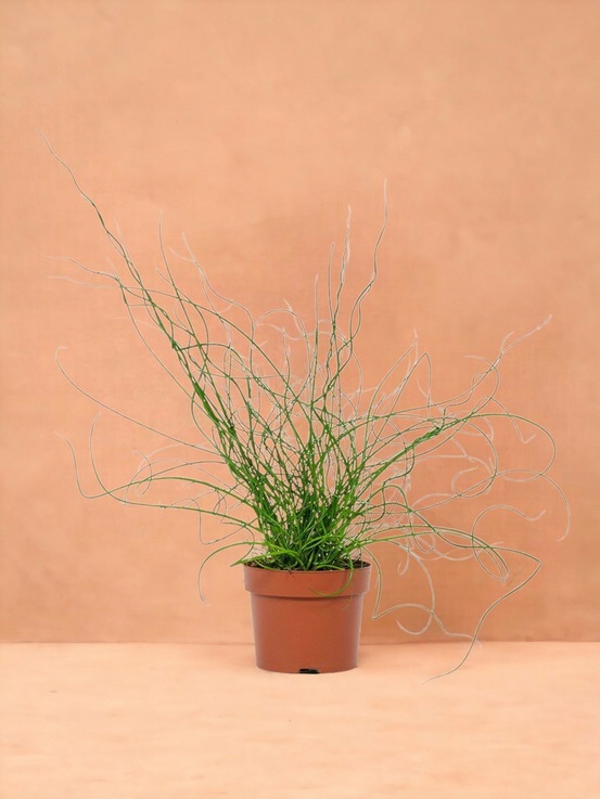 Juncus liebeslocken