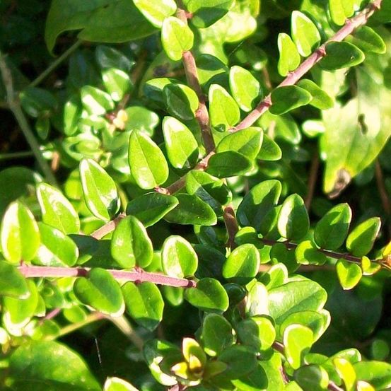 Chèvrefeuille à feuilles de buis pot de 1l/1,5l