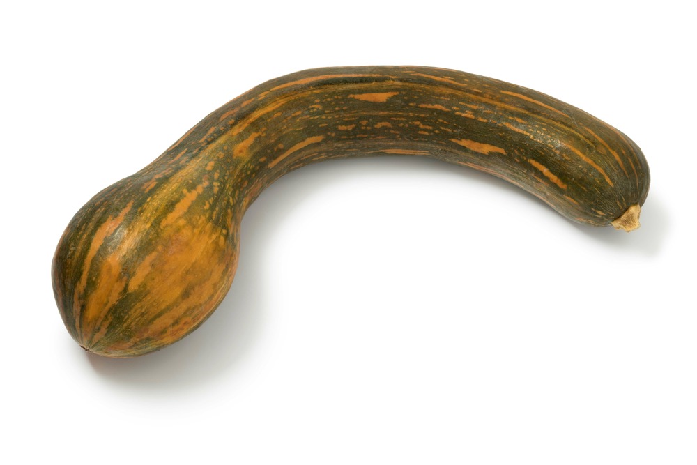 Sachet de graines de courge longue de nice - sachet de 2 grammes - petite entreprise française