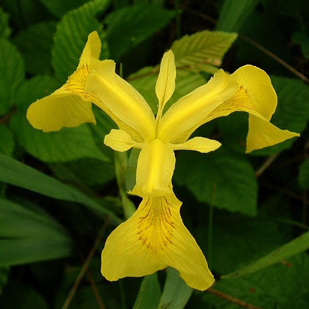 Iris des marais godet de 8/9 cm