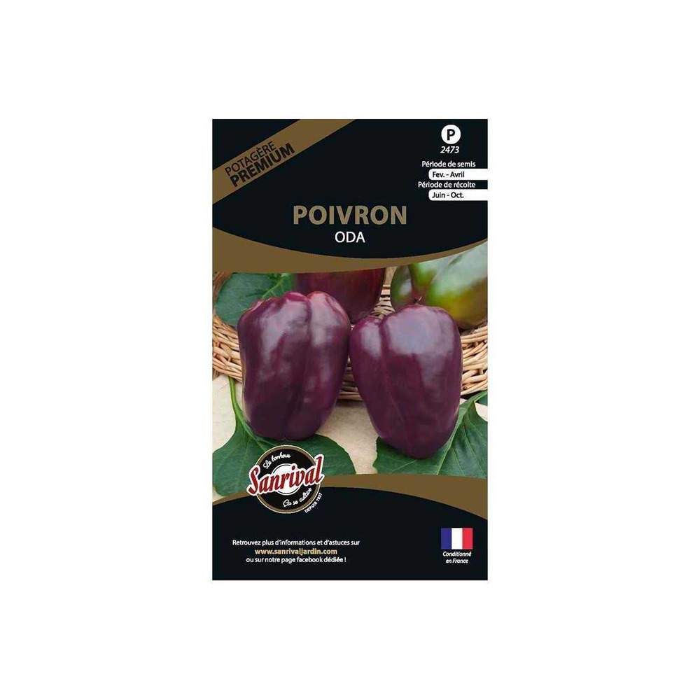 Graines potagères premium poivron oda violet allongé