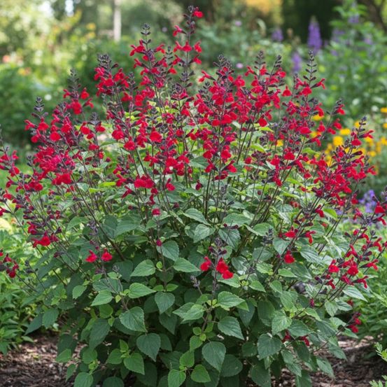 Sauge à petites feuilles rêve® rouge 'fauresal02' godet - 5/20 cm