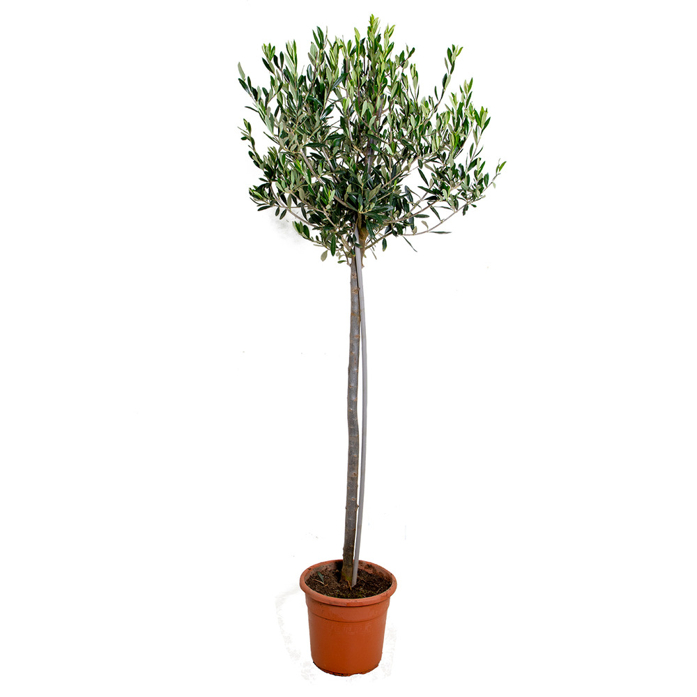 Olea europaea - olivier sur tige - plantes de jardin - rustique - hauteur 100-120 cm - pot 21 cm