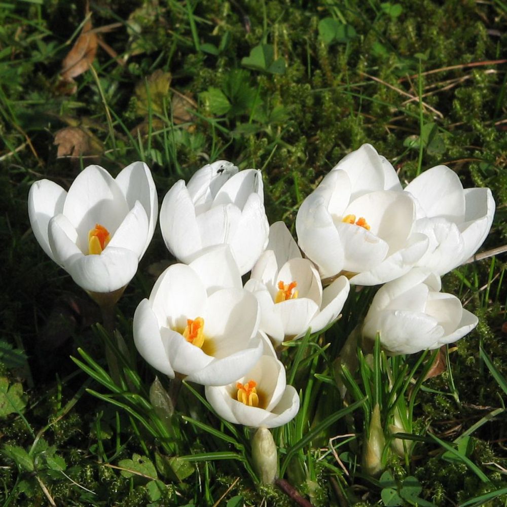 Crocus 'snowbunting' bulbe calibre 5+ (par 30)