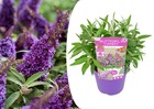 Buddleja candy 'petit violet' - buddleia - arbuste - pot 19cm - hauteur 30-40cm