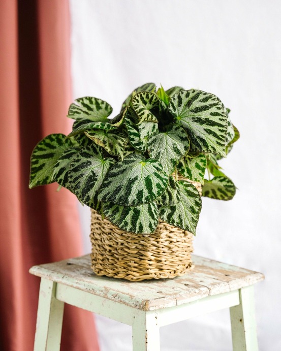 Begonia silver bijoux 30cm - plante d'intérieur