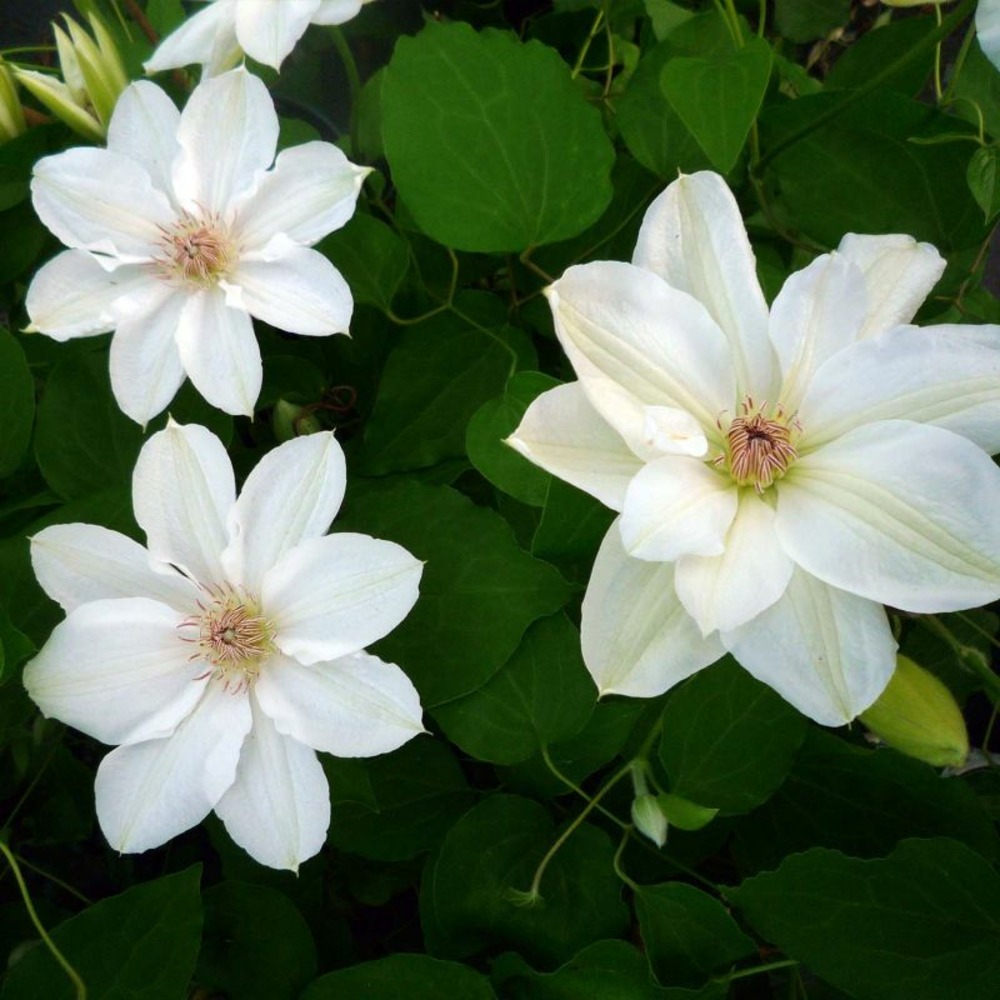 Clématite 'georges jackman'