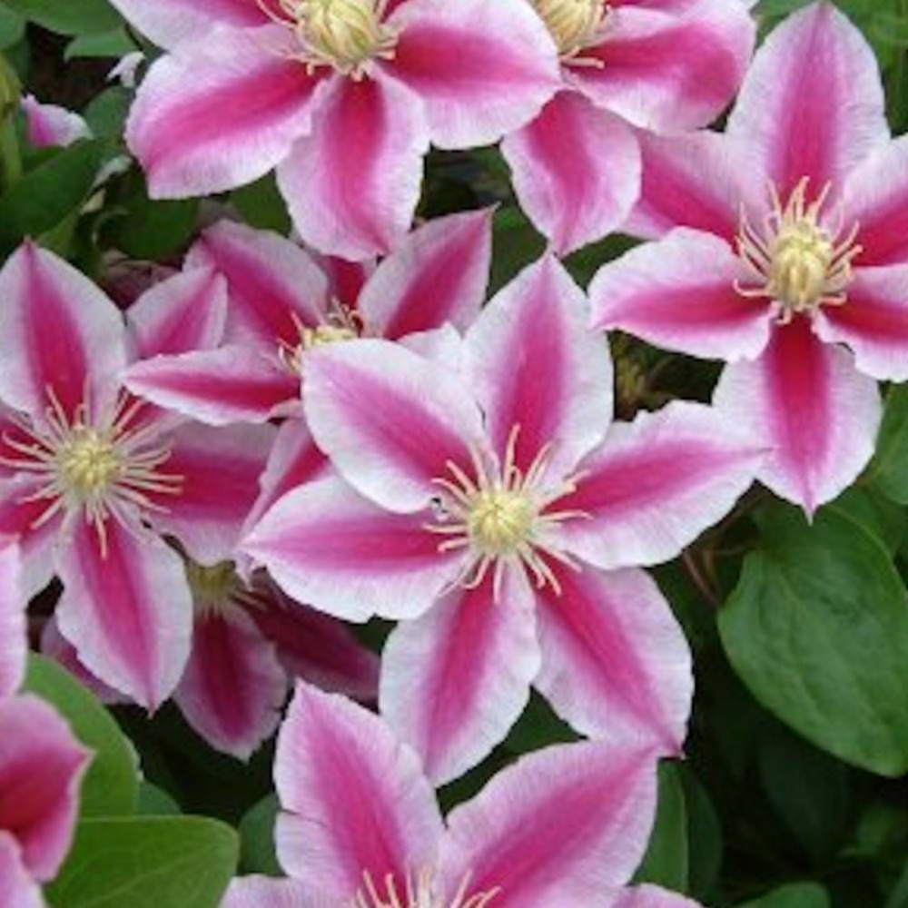 Clématite angela® 'zoang' pot de 3l - echelle bambou 60/120 cm