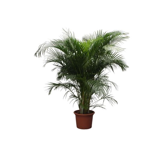 Dypsis lutescens (areca palm) - h230 cm - ø40 cm