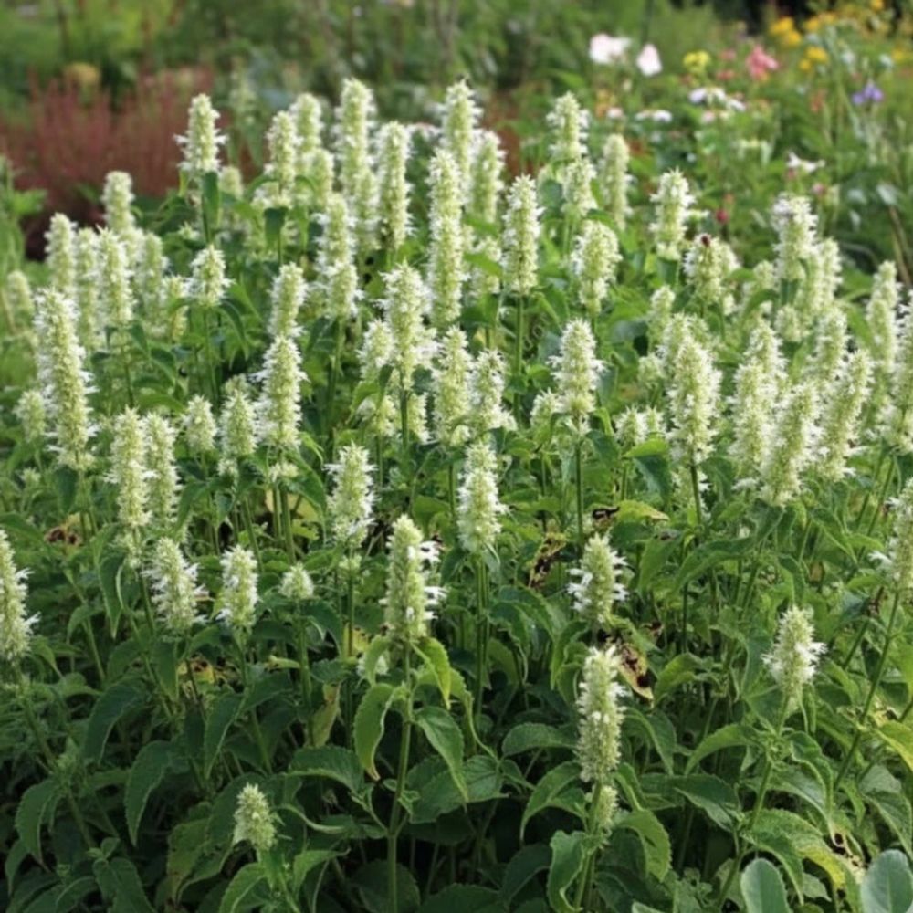 Agastache rugueuse blanche lot de 5 godets