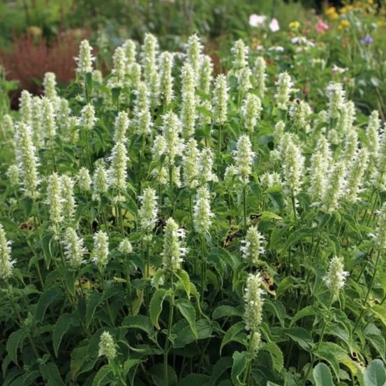 Agastache rugueuse blanche lot de 5 godets