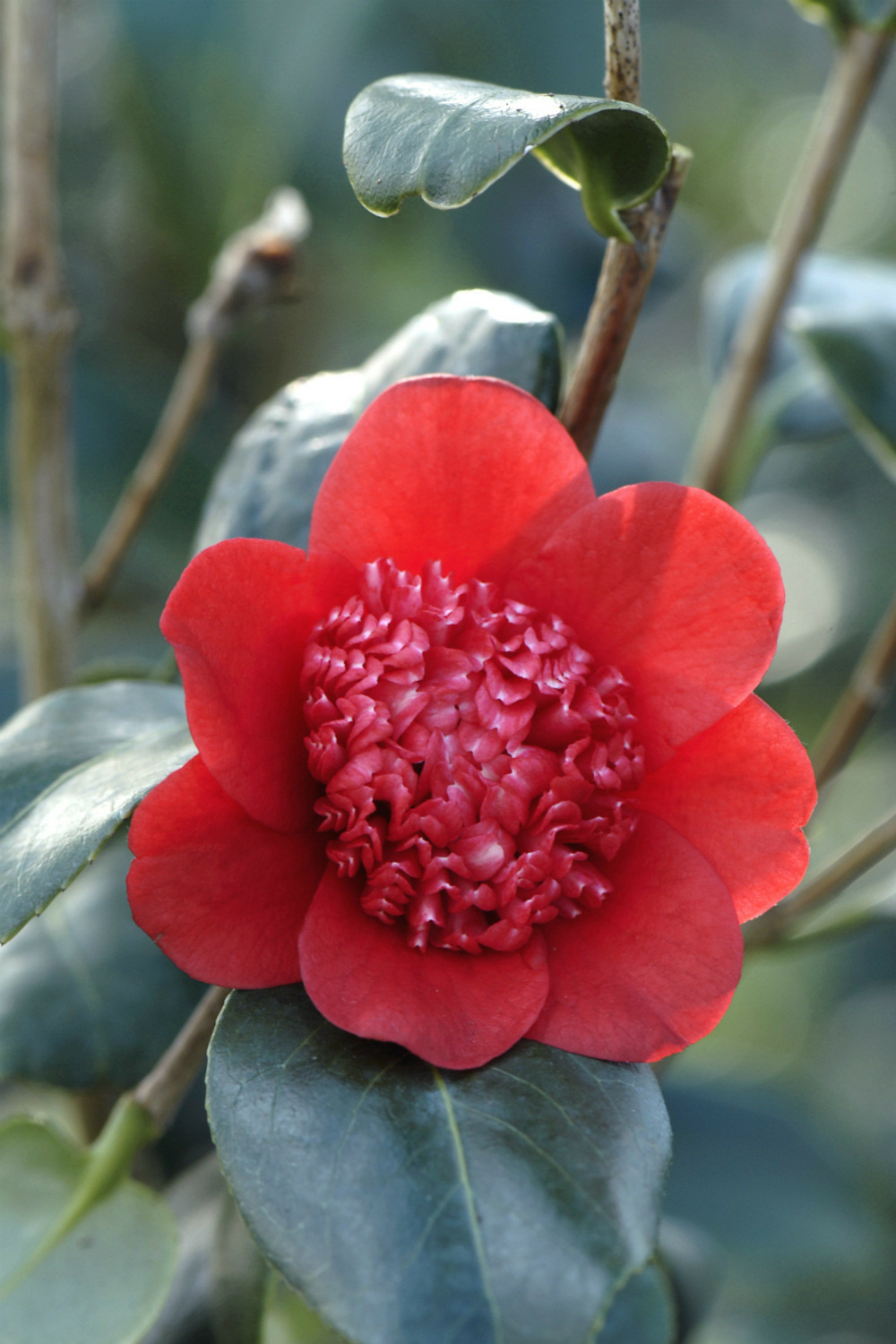 Camelia 'bob's tinsie' - en pot de 1 litre