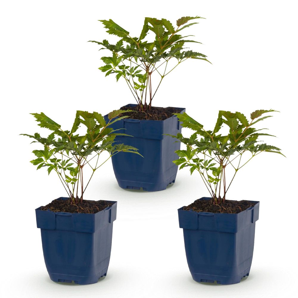 Astilbe 'fanal' - lot de 3 - pot 11 cm - hauteur 25 cm