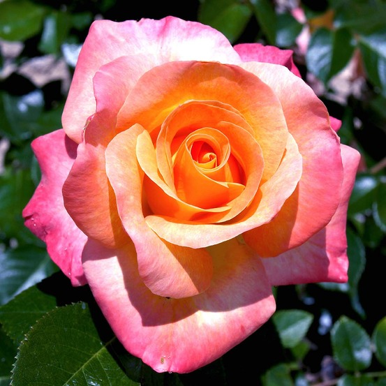 Rosier à fleurs groupées 'rochemenier village' pot de 4l/5l