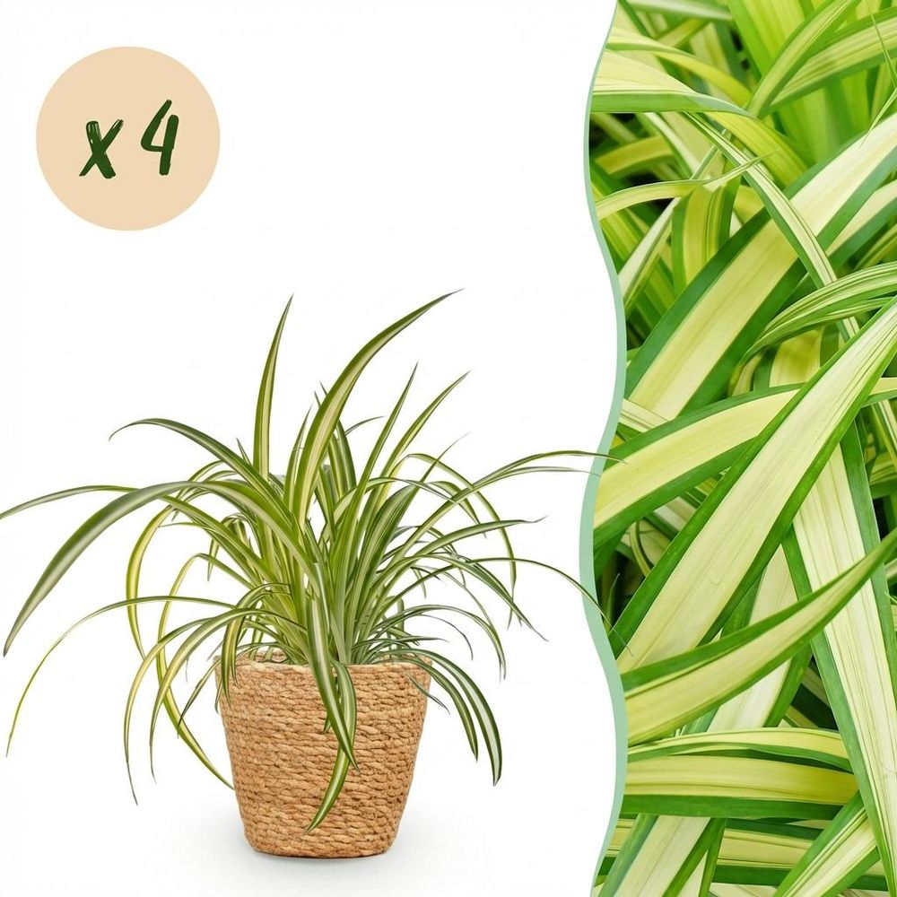 Chlorophytum comosum variegatum - pet-friendly - plante araignée - pot de 12cm - hauteur 20-30cm - plantes d'intérieur