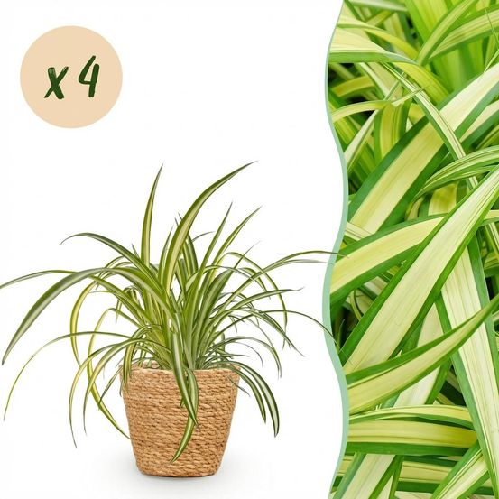 Chlorophytum comosum variegatum - pet-friendly - plante araignée - pot de 12cm - hauteur 20-30cm - plantes d'intérieur
