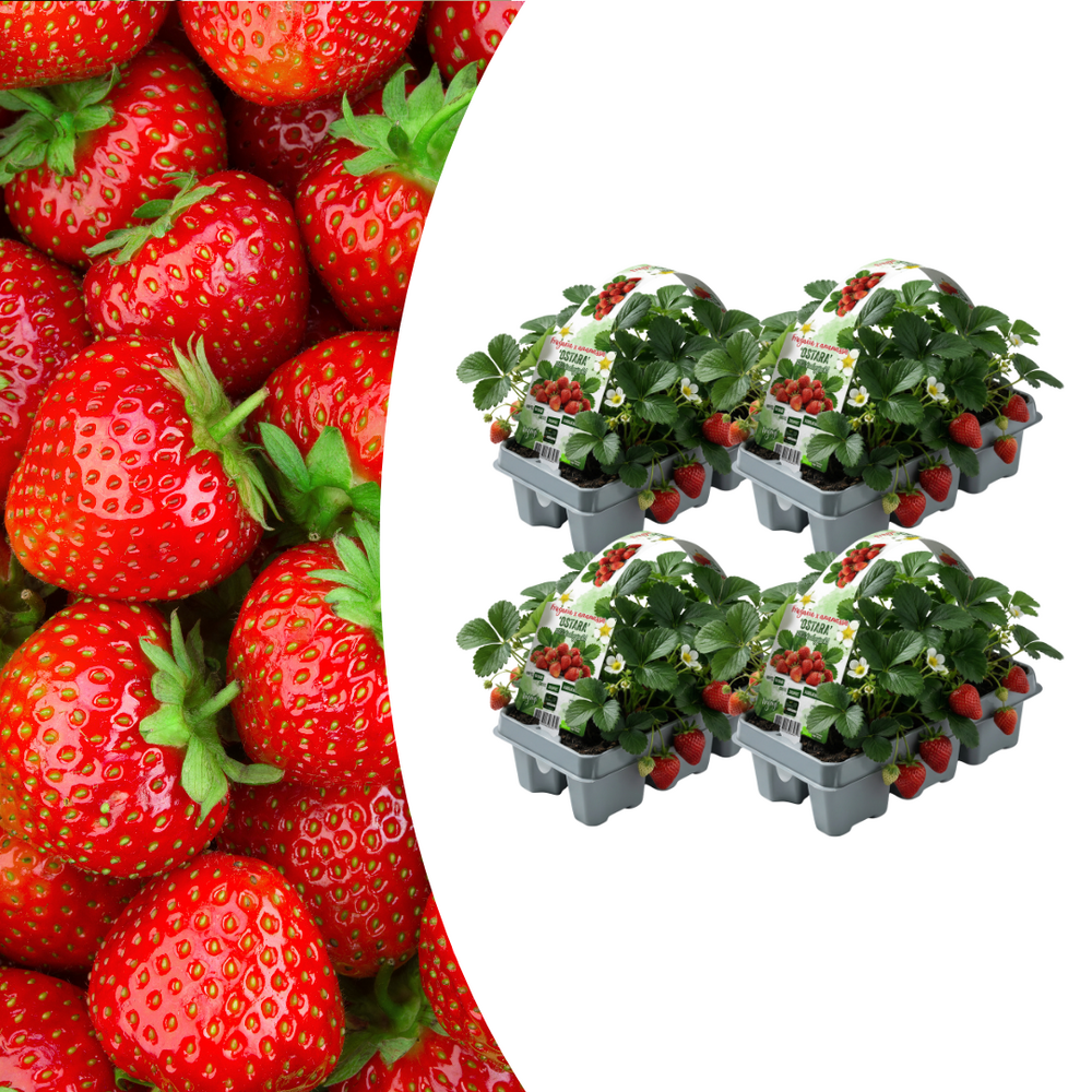 Fraises, paquet de 6 (fragaria), 100 % bio