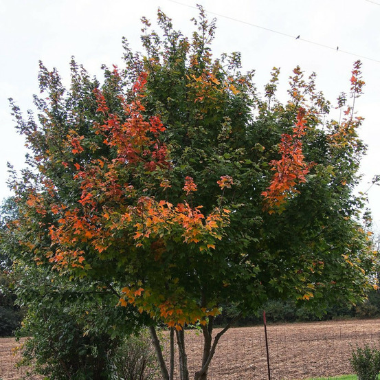 Érable rouge, acer rubrum pot de 7,5l - 80/100 cm