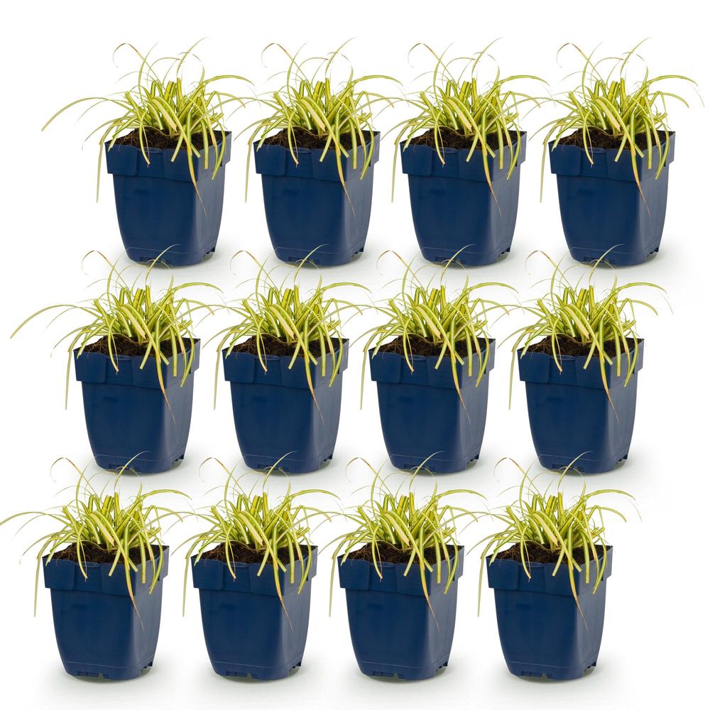 Laîche 'evergold' - lot de 12 - pot 11 cm - hauteur 25 cm - plante d'extérieur
