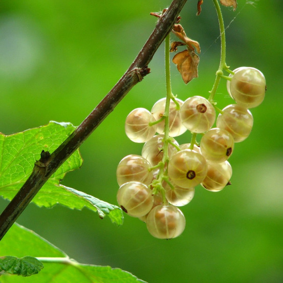 Groseillier à grappes hollande blanche pot de 5l - 40/80 cm