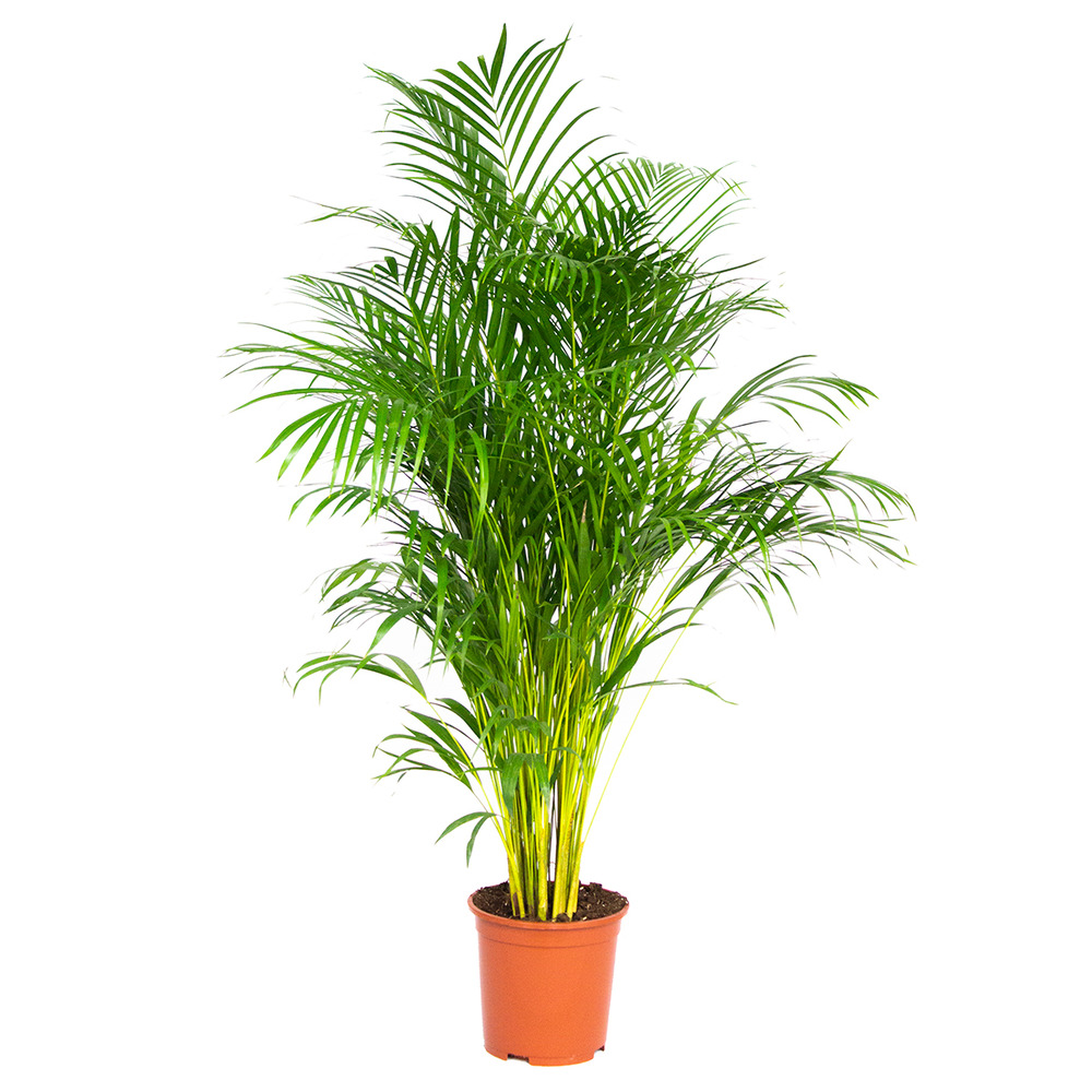 Dypsis lutescens - palmier areca - plantes d’intérieur - hauteur 130-150 cm - pot 24 cm