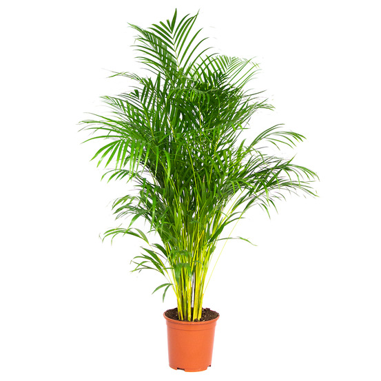 Dypsis lutescens - palmier areca - plantes d’intérieur - hauteur 130-150 cm - pot 24 cm