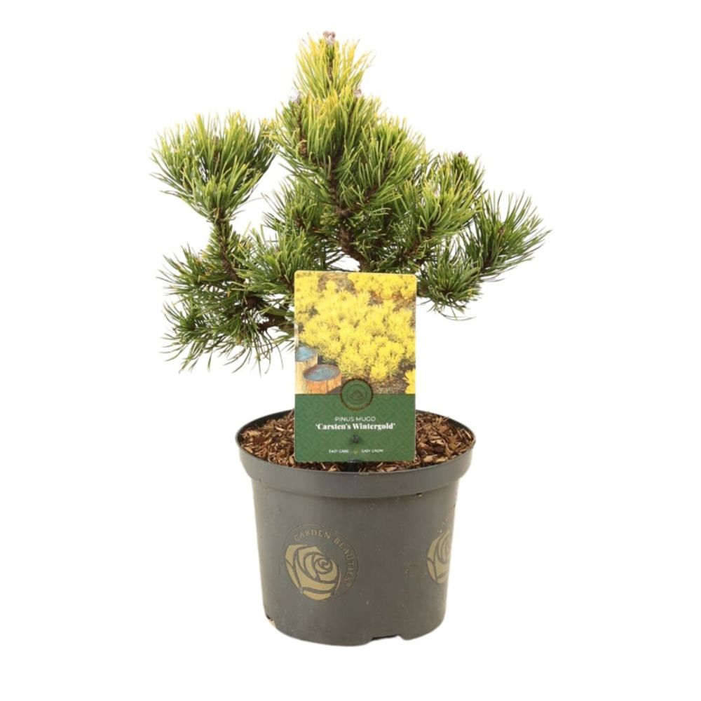 Pin mugo carsten - pinus mugo carsten (carstens wintergold) 20/30cm pot 2,5l
