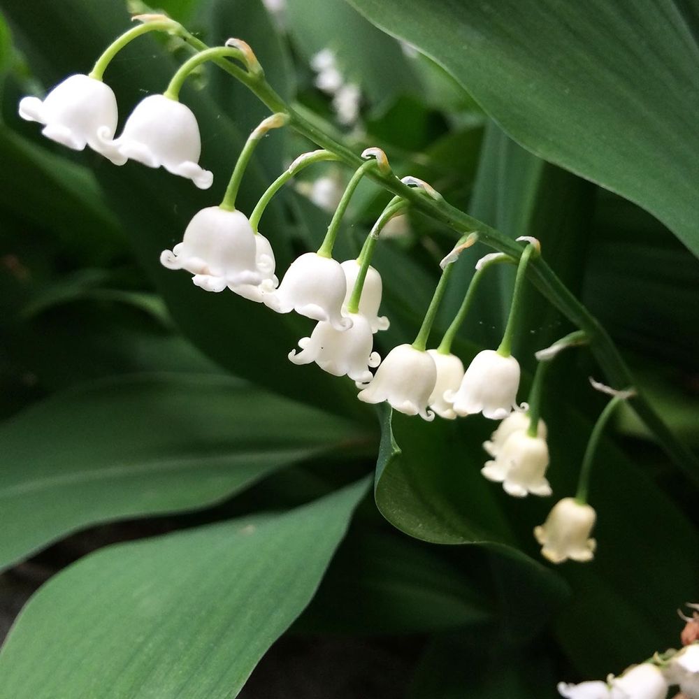 Muguet 'bordeaux' godet de 8/9 cm