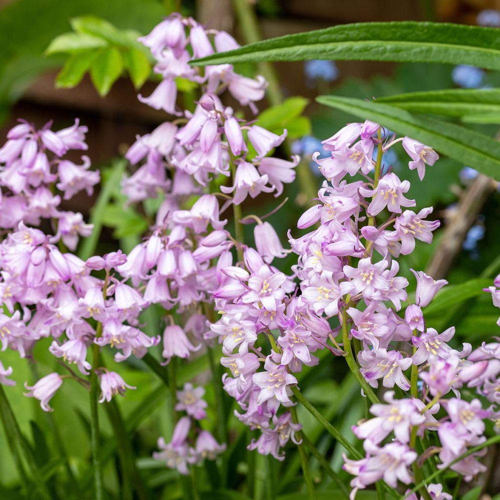 Jacinthe d'espagne 'rose queen' bulbe calibre 8+ (par 20)