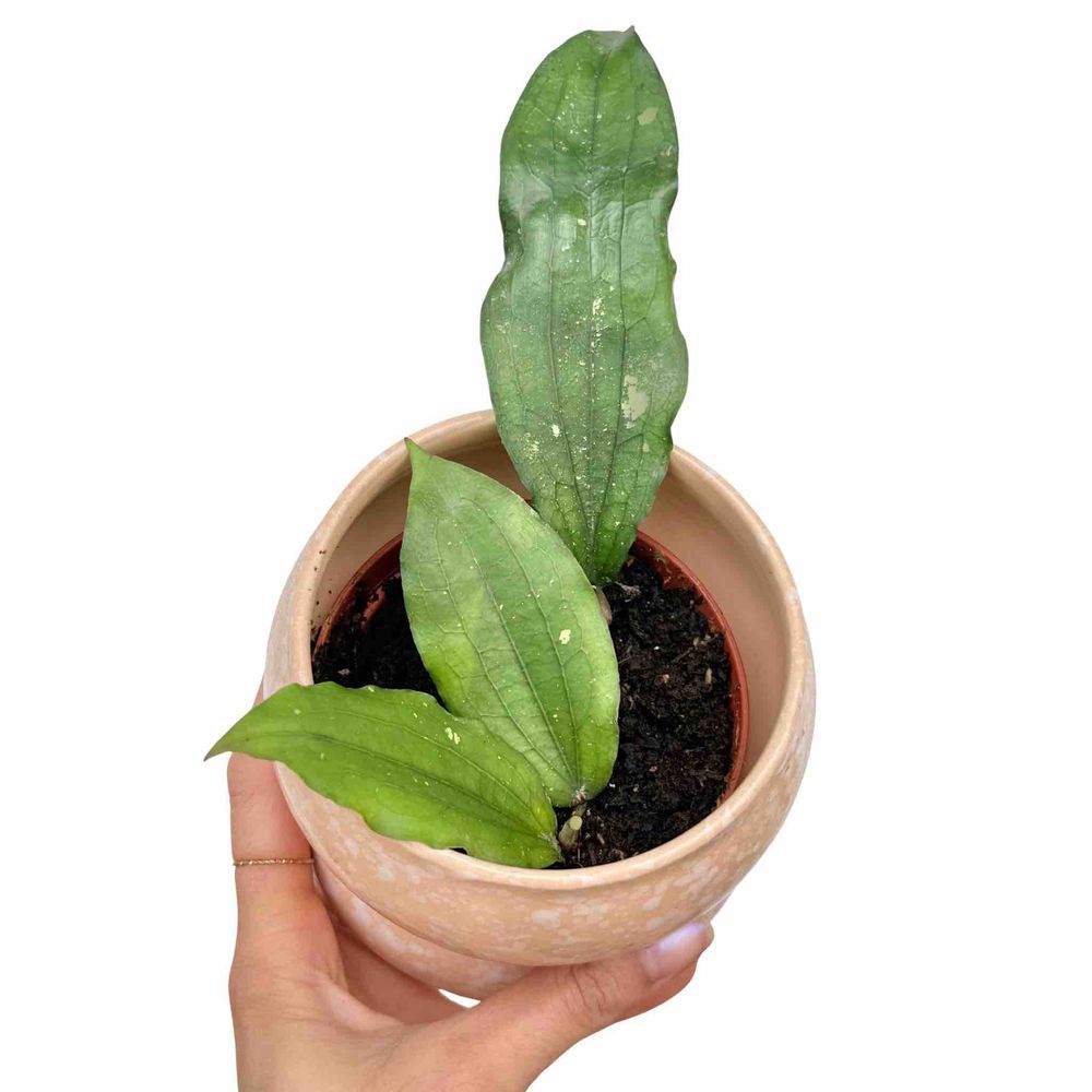 Hoya erythrina - pot de 10,5cm - plantes d'intérieur