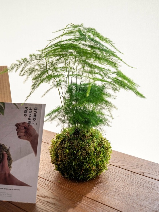 Kit kokedama - asparagus