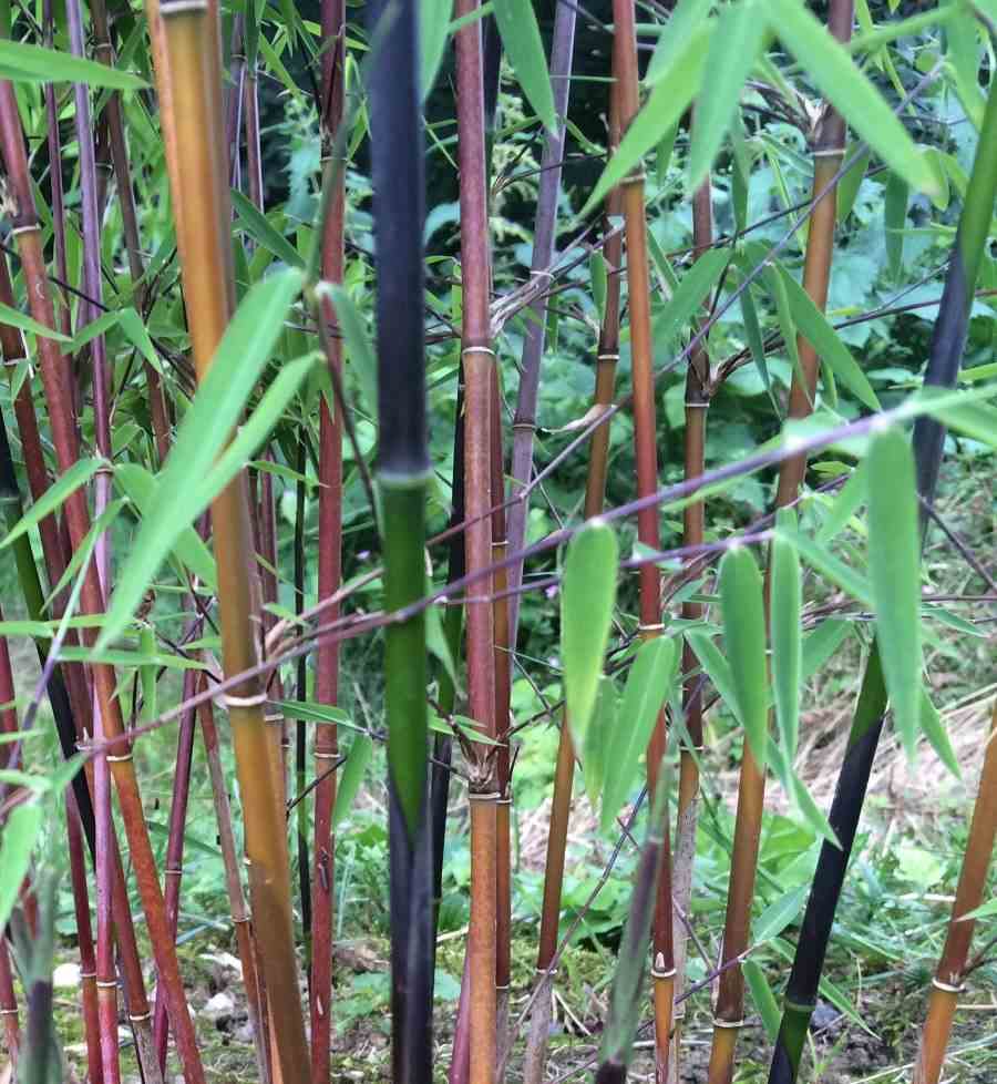 Fargesia jiuzhaigou b1 (bambou non traçant) taille  pot 5 litres - 80/120cm - 4/7 cannes