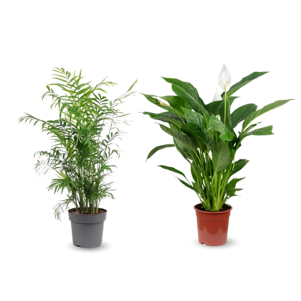 2x mélange de plantes d'intérieur - chamaedorea - spathiphyllum - lot de 2 - ↕ 70-80 cm - ⌀ 17 cm - purificateur d'air