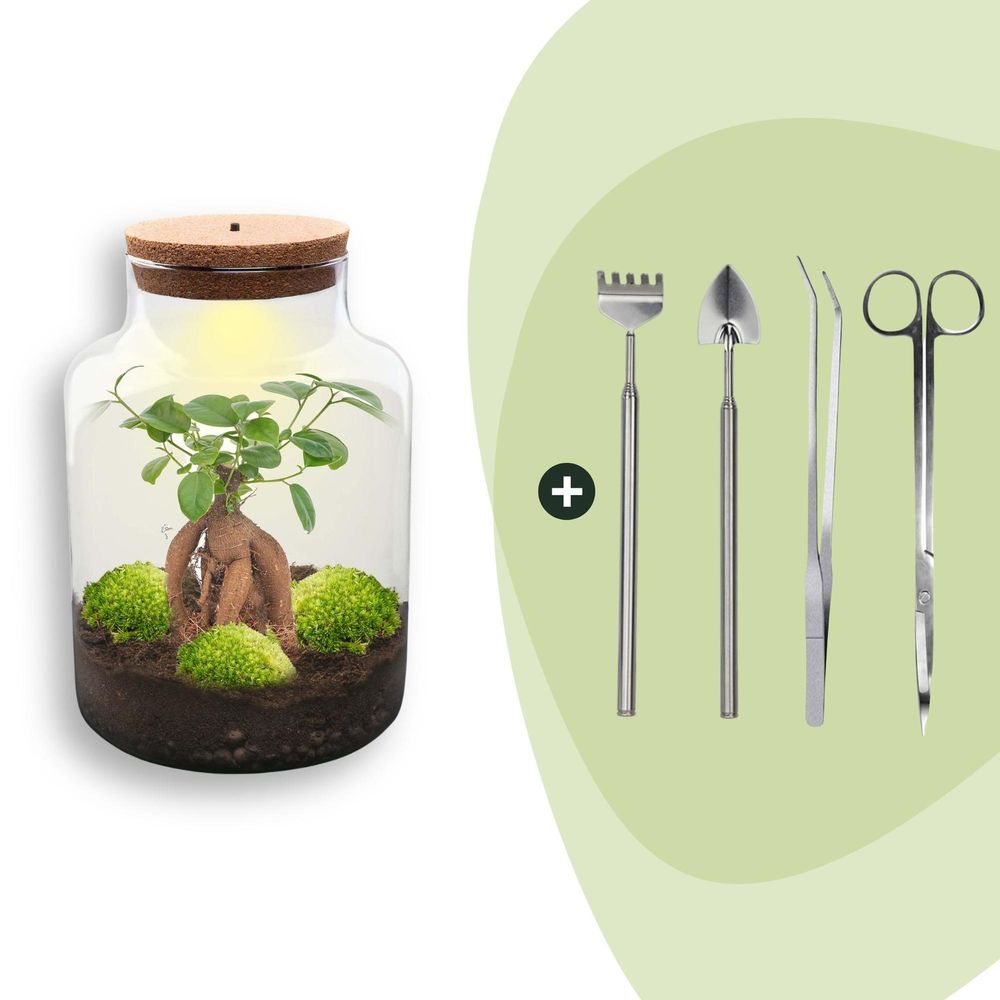 Terrarium à composer bouteille en verre recyclé - ø21-h30cm - avec kit 4 outils - ficus - terrarium diy