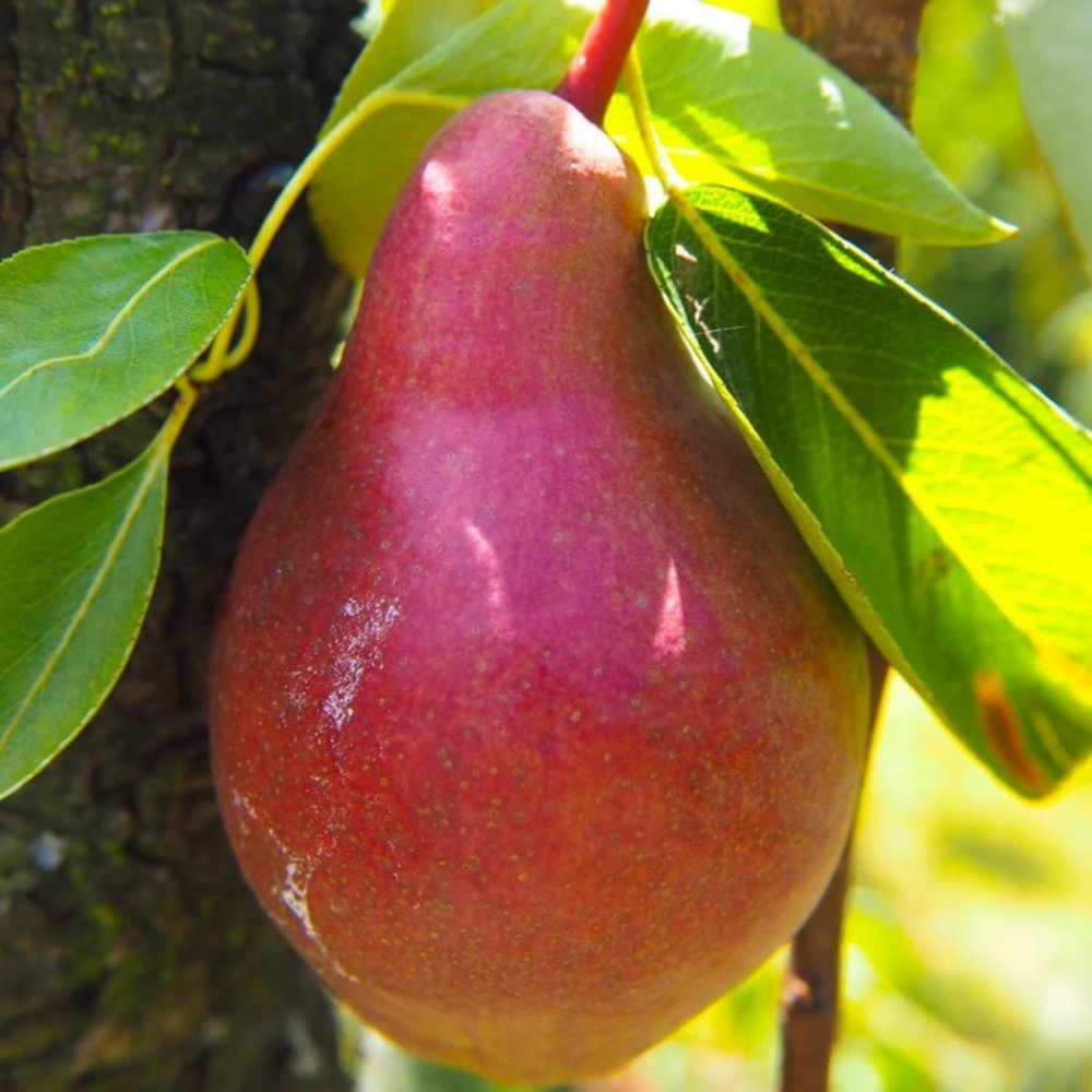 Poirier 'dr jules guyot' (pyrus communis 'dr jules guyot')